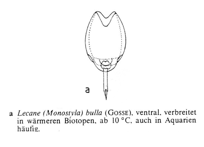 Lecane bulla