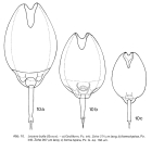 Lecane bulla