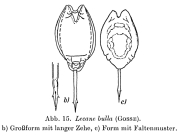Lecane bulla
