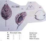 Lecane bulla