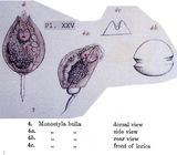 Lecane bulla