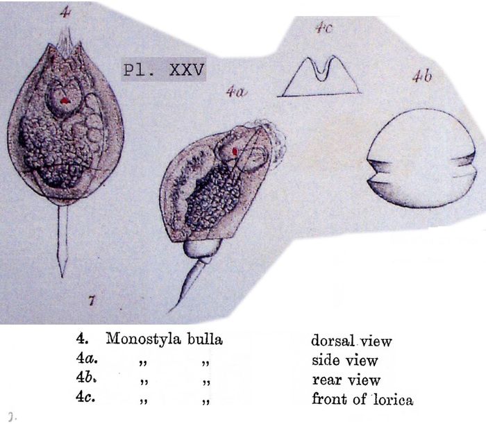 Lecane bulla