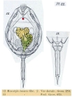 Lecane bulla
