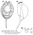 Lecane bulla