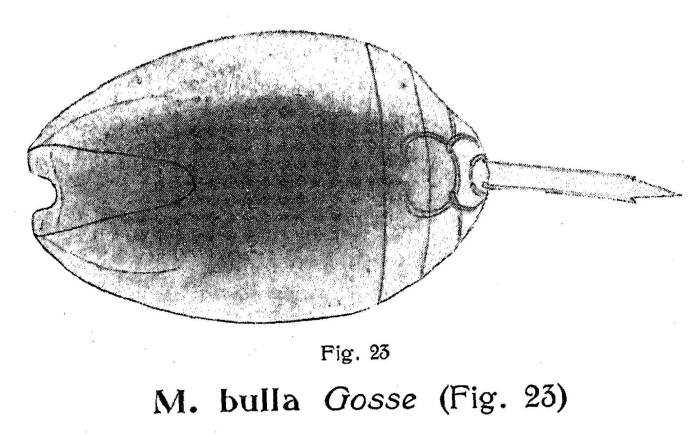 Lecane bulla Lecane bulla