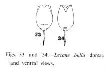 Lecane bulla