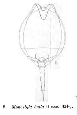 Lecane bulla