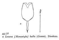 Lecane bulla