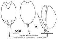 Lecane bulla