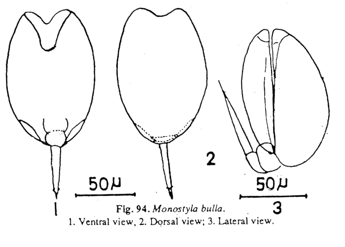 Lecane bulla