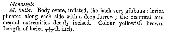 Lecane bulla - Original description image