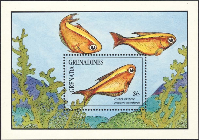 Pempheris schomburgkii Pempheris schomburgkii