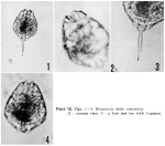 Lecane bulla constricta - Original description image