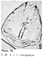Lecane bulla constricta f. triangulata