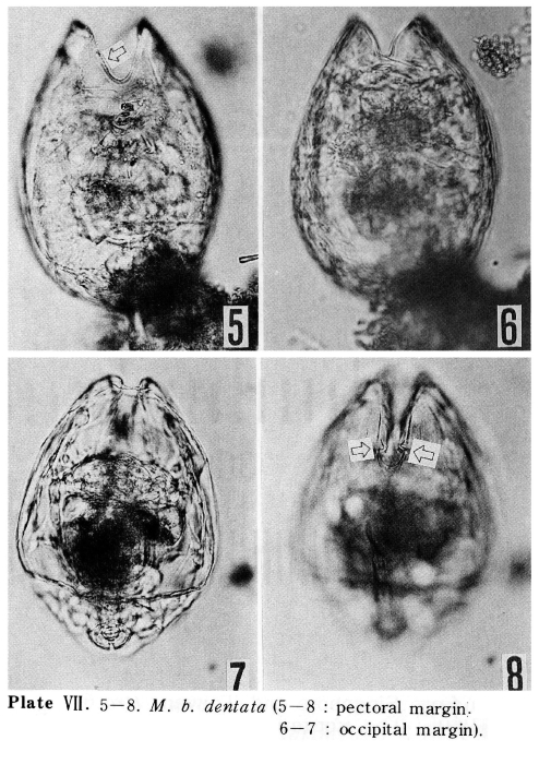 Lecane bulla dentata - Original description image