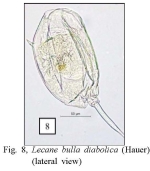 Lecane bulla diabolica
