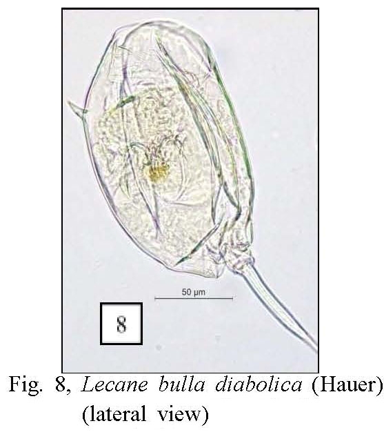 Lecane bulla diabolica Lecane bulla diabolica