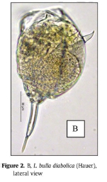Lecane bulla diabolica