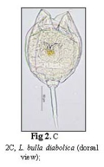 Lecane bulla diabolica