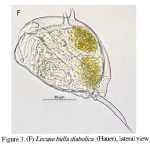 Lecane bulla diabolica