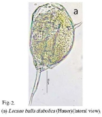 Lecane bulla diabolica