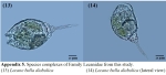 Lecane bulla diabolica