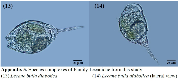 Lecane bulla diabolica Lecane bulla diabolica