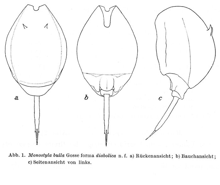 Lecane bulla diabolica - Original description image