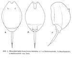 Lecane bulla diabolica