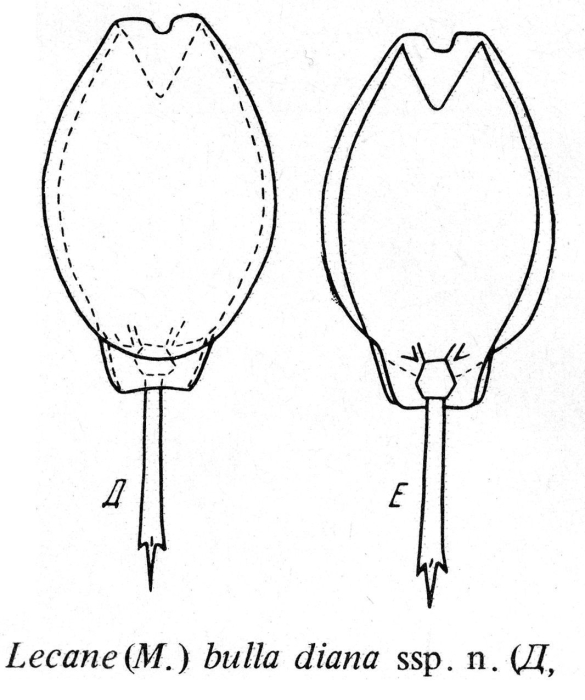 Lecane bulla diana - Original description image