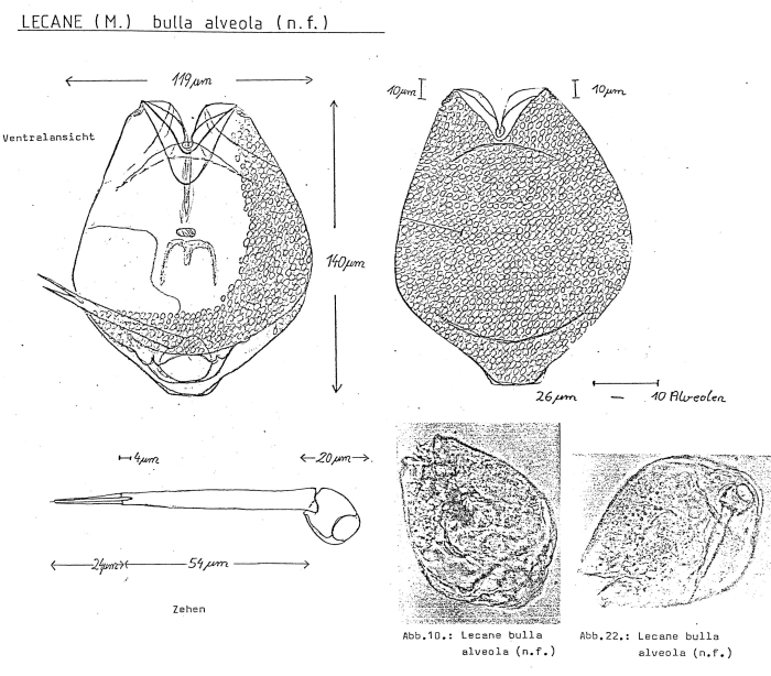 Lecane bulla f. alveola - Original description image
