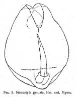 Lecane bulla f. goniata