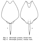 Lecane bulla f. goniata - Original description image