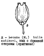 Lecane bulla kutikovae