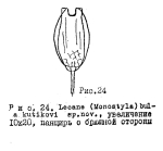 Lecane bulla kutikovae - Original description image
