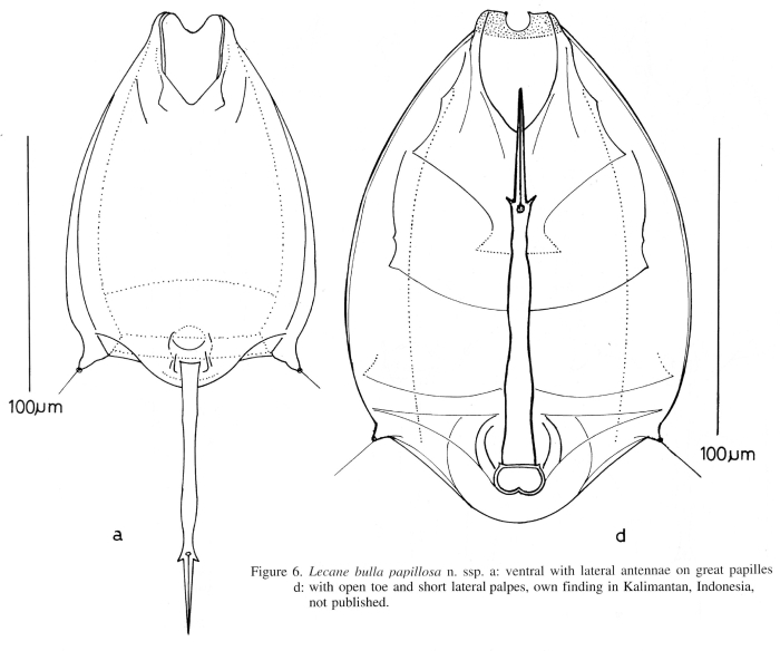 Lecane bulla papillosa - Original description image