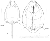 Lecane bulla papillosa