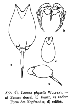 Lecane bulla var. physalis