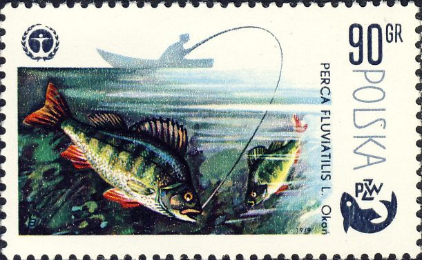 Perca fluviatilis Perca fluviatilis
