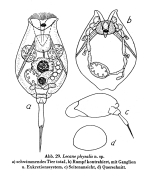 Lecane bulla var. physalis - Original description image