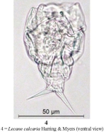 Lecane calcaria