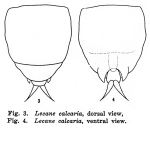 Lecane calcaria - Original description image