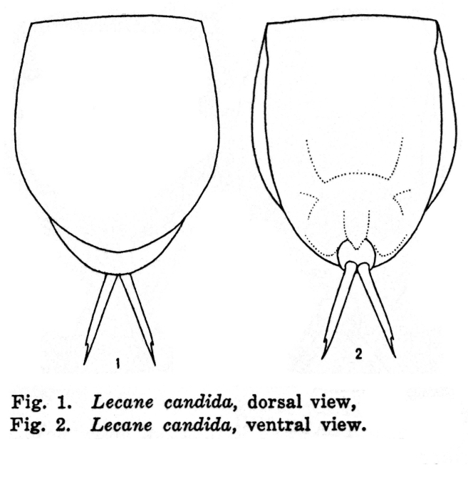 Lecane candida - Original description image