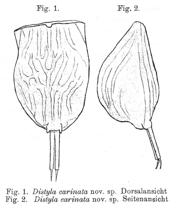Lecane carinata - Original description image