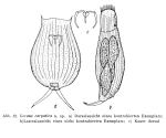 Lecane carpatica