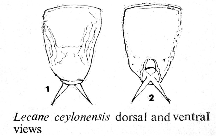 Lecane ceylonensis - Original description image