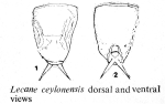 Lecane ceylonensis