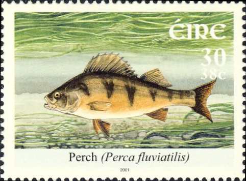 Perca fluviatilis Perca fluviatilis