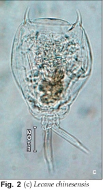 Lecane chinesensis