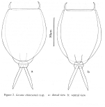 Lecane chinesensis - Original description image